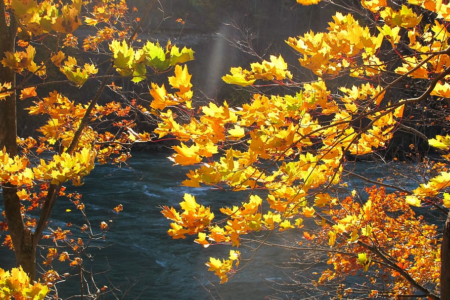 Fall, Nature, Autumn, Yellow, fall leaves, fall background HD wallpaper