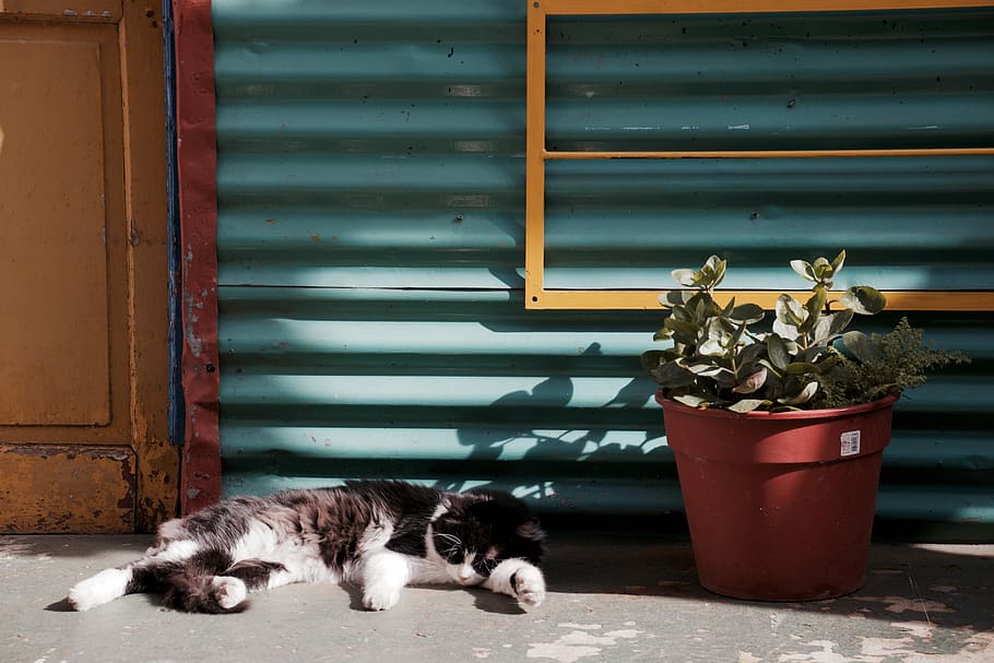 cat sleeping near potted plant, adult white and brown lying on floor HD wallpaper