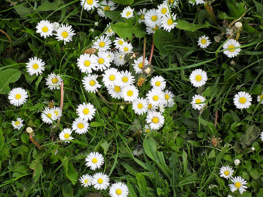 daisy, meadow, rush, grass, flowering plant, fragility, freshness HD wallpaper