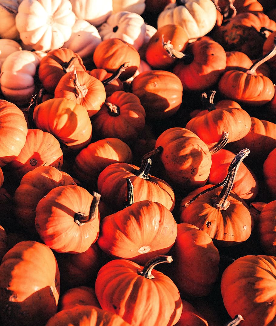 pumpkin, pumpkins, orange, white, halloween, autumn, decoration HD wallpaper