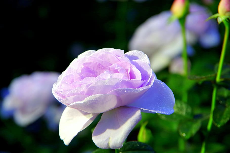 Light, Garden, Pink, Flowers, rose, pink flower, nature, plant HD wallpaper