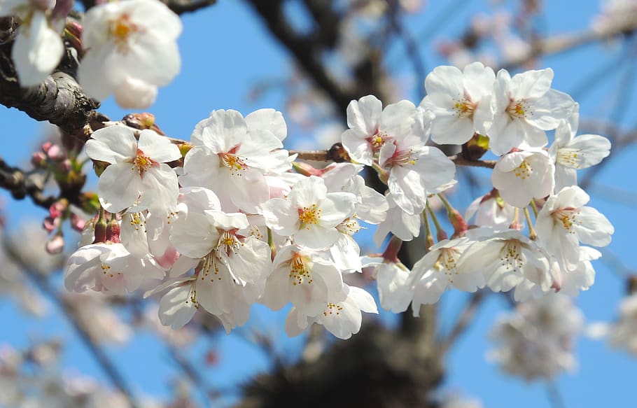 flower, spring, blossom, cherry blossoms, flowering plant, freshness HD wallpaper