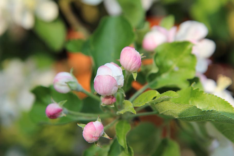 apple, flower apple tree, fruit tree, flowering tree, fruit trees HD wallpaper