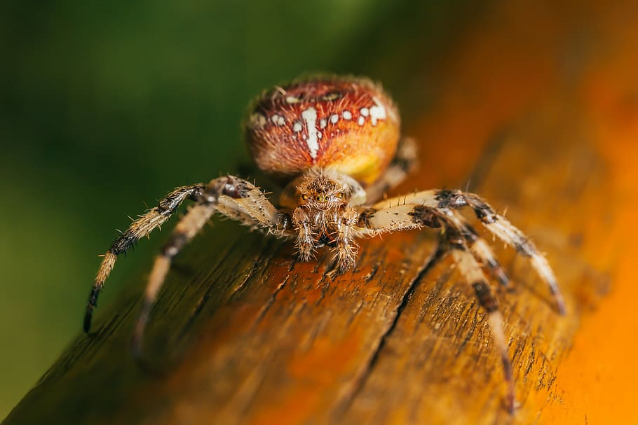 Spider Macro Close-up, archnid, bug, photo, public domain, webmaster HD wallpaper