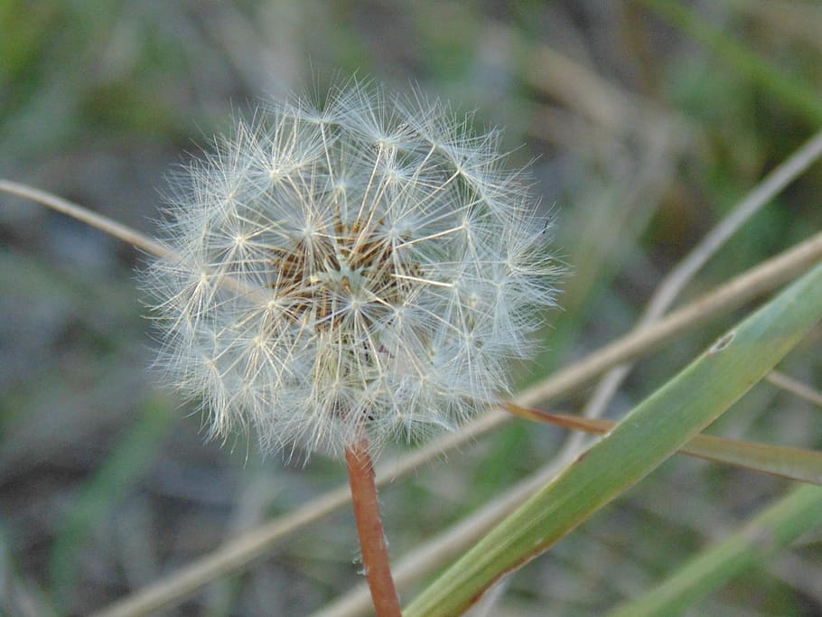 dandelion, down, green, grass, fragility, flower, plant, vulnerability HD wallpaper