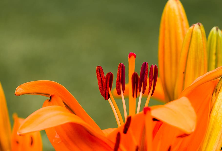 flower, lily, blossom, bloom, iris, stamp, summer, macro, flowering plant HD wallpaper