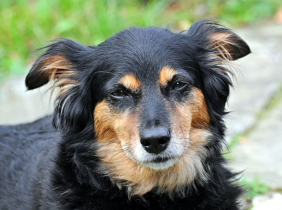 closeup photography of long-coated black and tan dog, sleepy, HD wallpaper