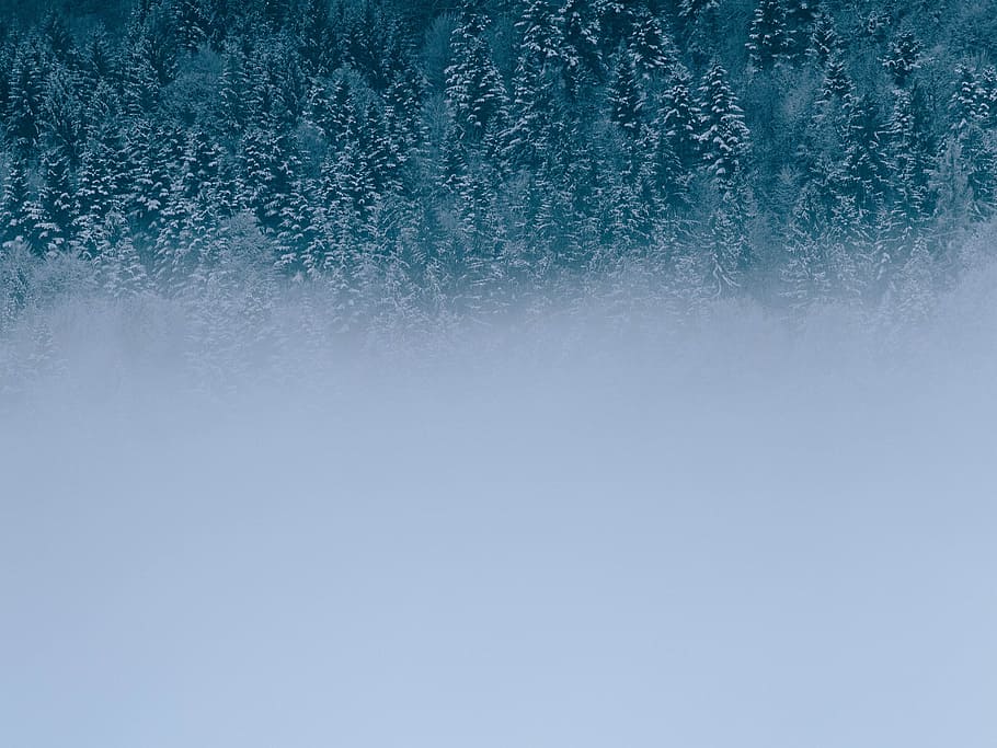 half fog-covered green trees during winter, photo of snow-covered tall trees HD wallpaper