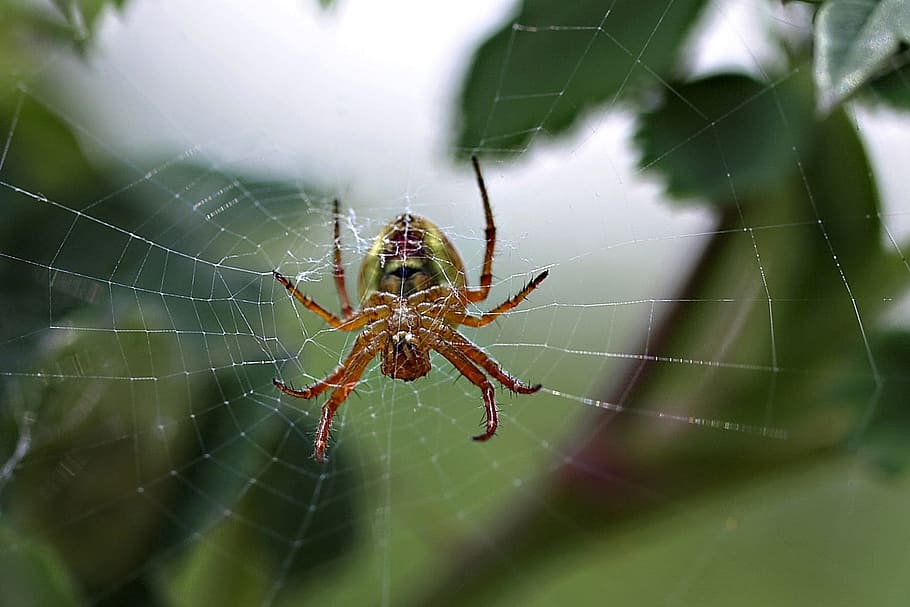 Spider Web, Nature, insekt, animal, macro, close-up, one animal HD wallpaper