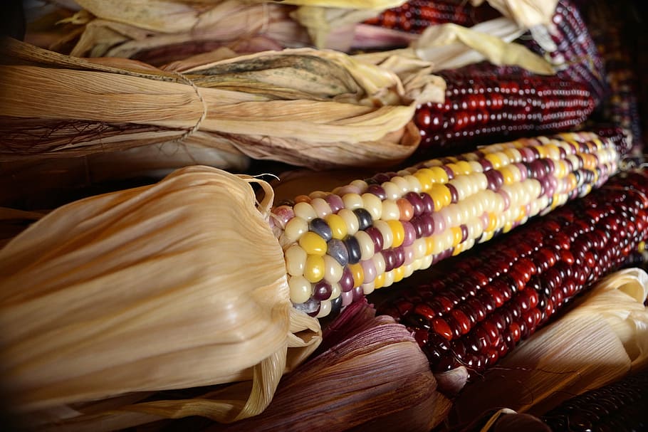 fall, harvest, indian corn, dried corn, crop, vegetable, seeds, HD wallpaper