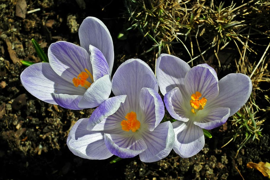 flower, krokus, spring, closeup, nature, plant, garden, flowering plant HD wallpaper