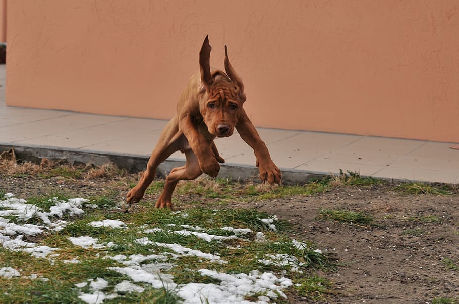 tan American pit bull terrier, Hungarian Vizsla, Dog, Loyalty, HD wallpaper