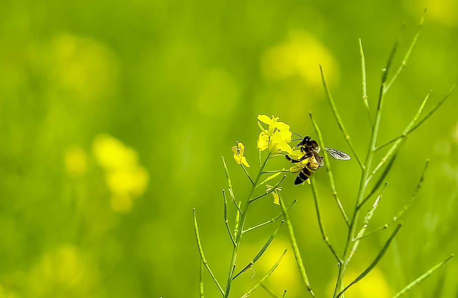 Grass, Bee, Nature, Insect, Summer, green, yellow, honey, fly HD wallpaper
