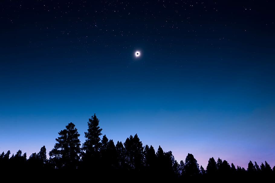 lunar eclipse view during night time, silhouette photo of tall trees during nighttime HD wallpaper