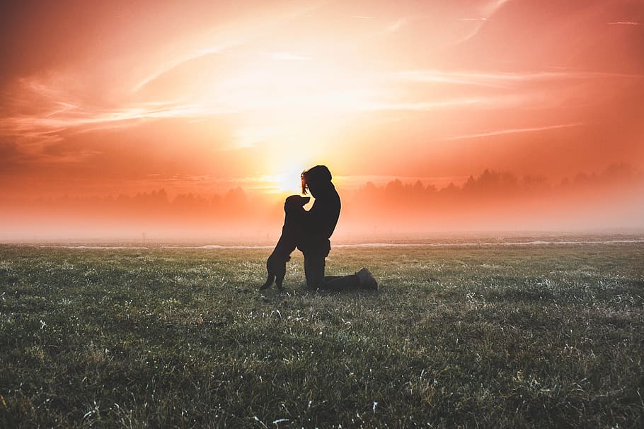 silhouette of dog and man on the green grass field, sunset, outdoors HD wallpaper