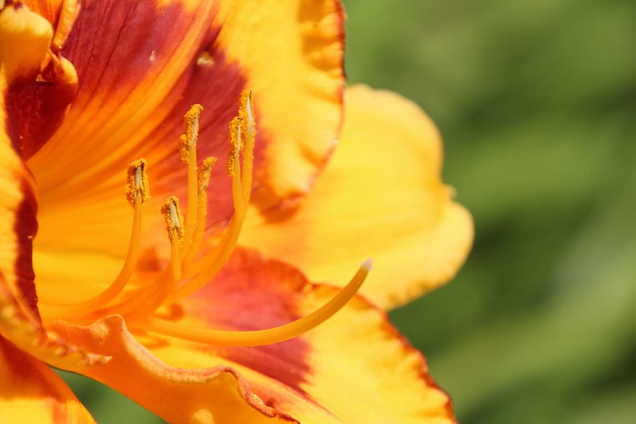 Flower, Pollen, pistil, nature, plant, close-up, petal, yellow HD wallpaper