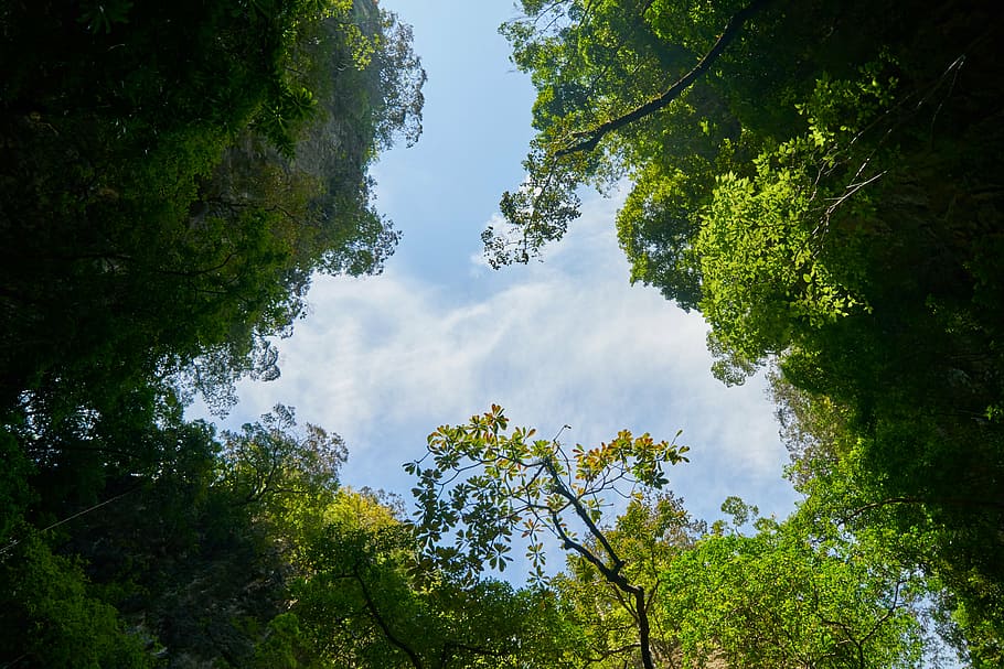 green leafed tree, background, texture, nature, sky, blue, clouds HD wallpaper
