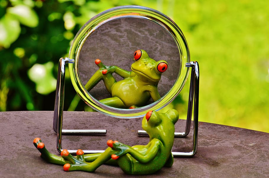 frog sitting in front of mirror, mirror image, mirroring, cute HD wallpaper