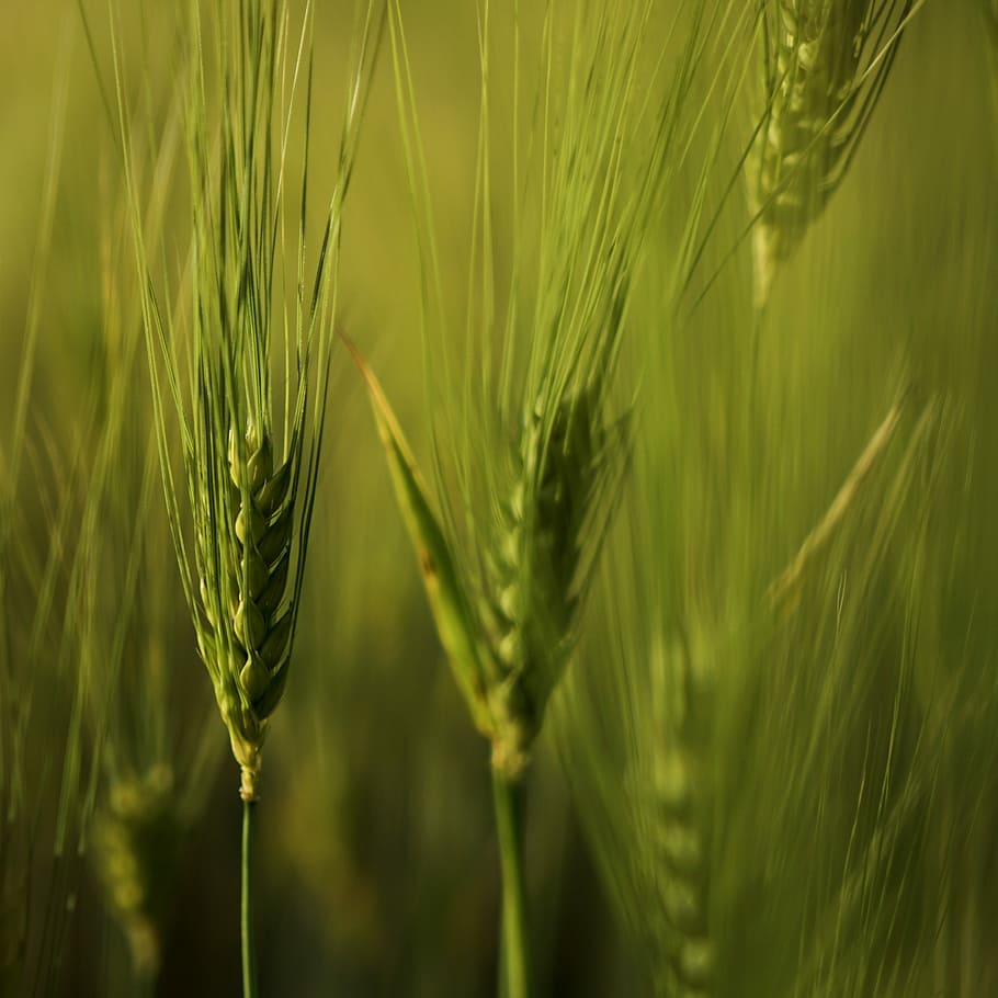 cereal, wheat, bread, prune, plant, growth, crop, agriculture HD wallpaper
