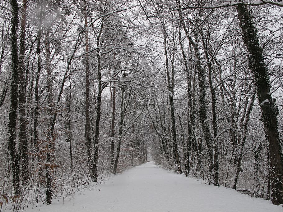 winter forest, snow, wintry, cold, nature, landscape, snowy HD wallpaper