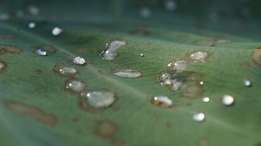 water, drop, leaf, nature, green, drip, wet, raindrop, dewdrop HD wallpaper