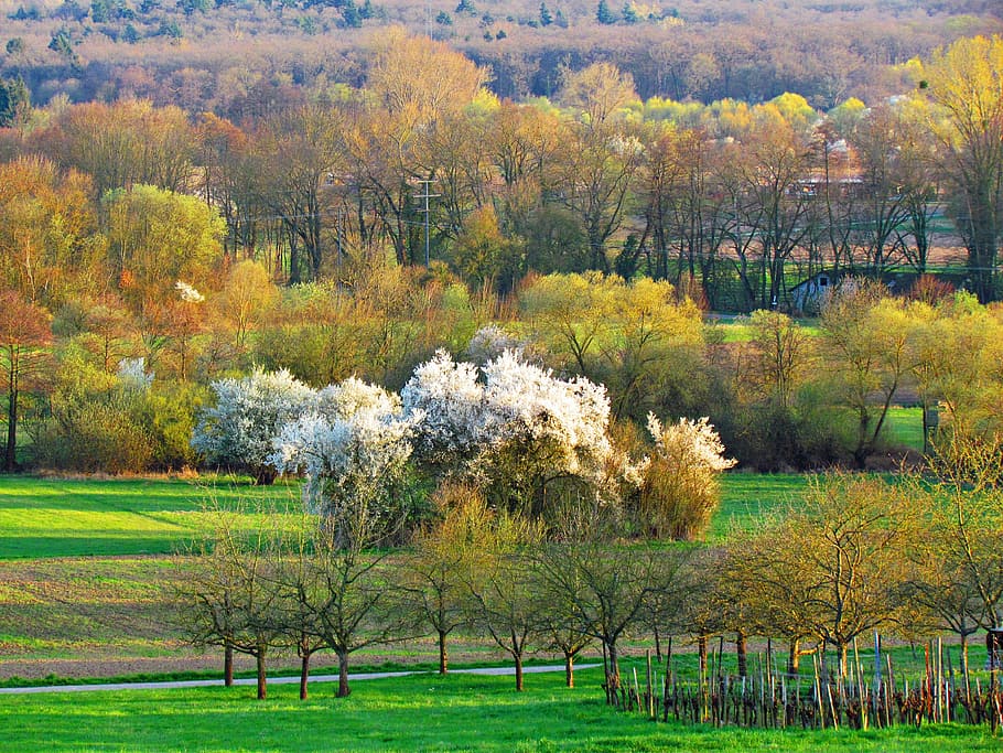 field, green, nature, spring, meadow, landscape, tree, plant HD wallpaper