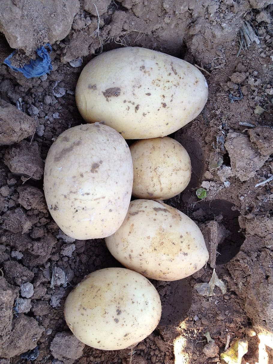 potato, field, murcia, root-crop, agriculture, high angle view HD wallpaper