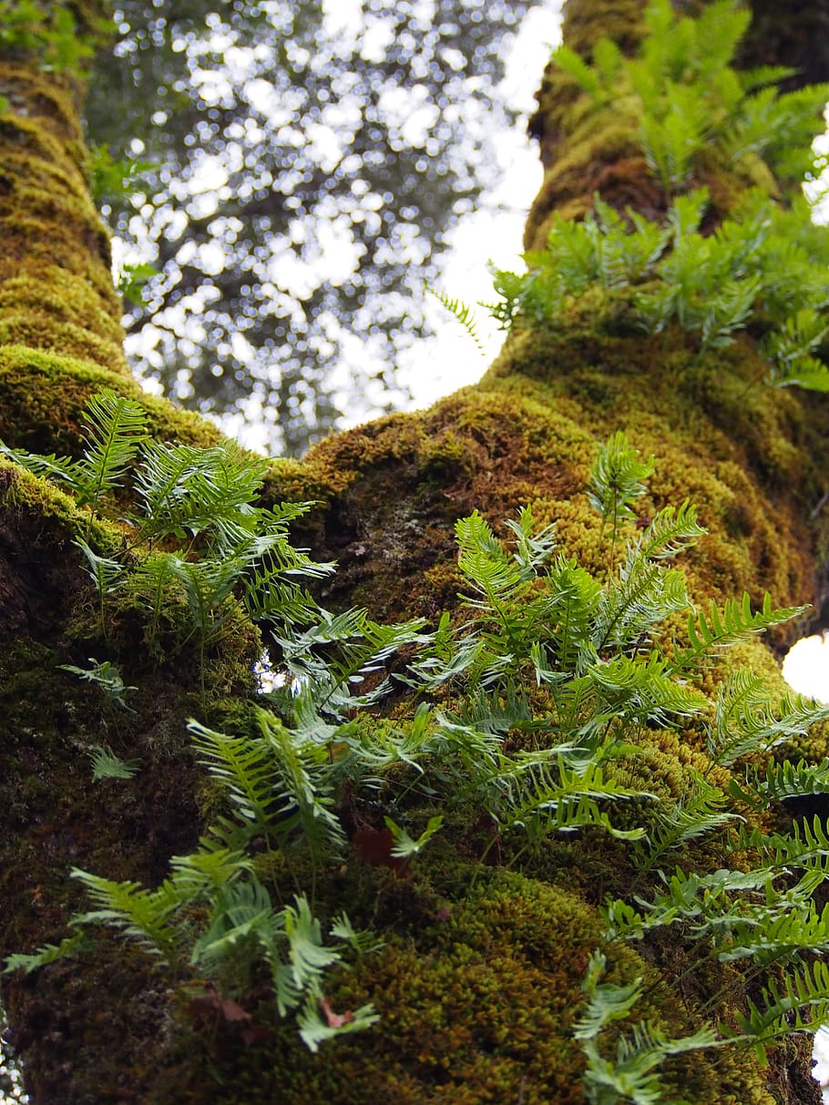 fern, nature, foam, leaf, plant, tree, moss, growth, tranquility HD wallpaper