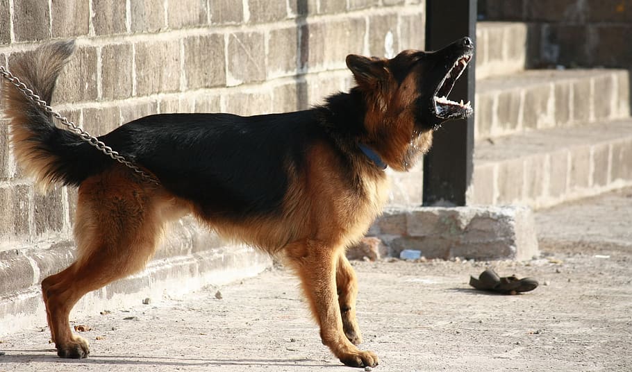 German Shepherd on concrete pavement, dog, barking, guard, alert, HD wallpaper
