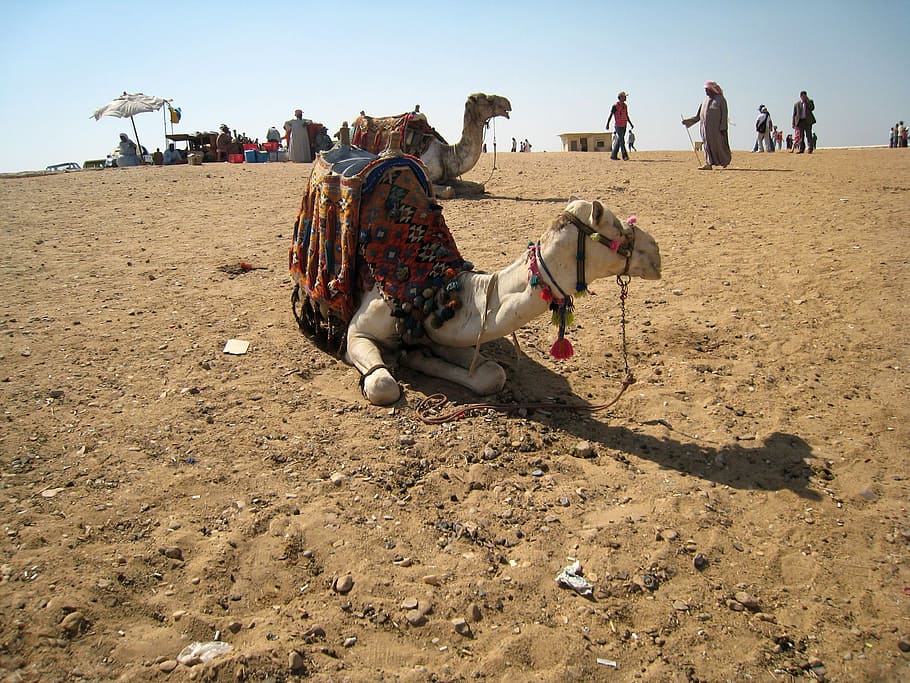 Camel in the Desert in Giza, Egypt, animal, photos, people, public domain HD wallpaper