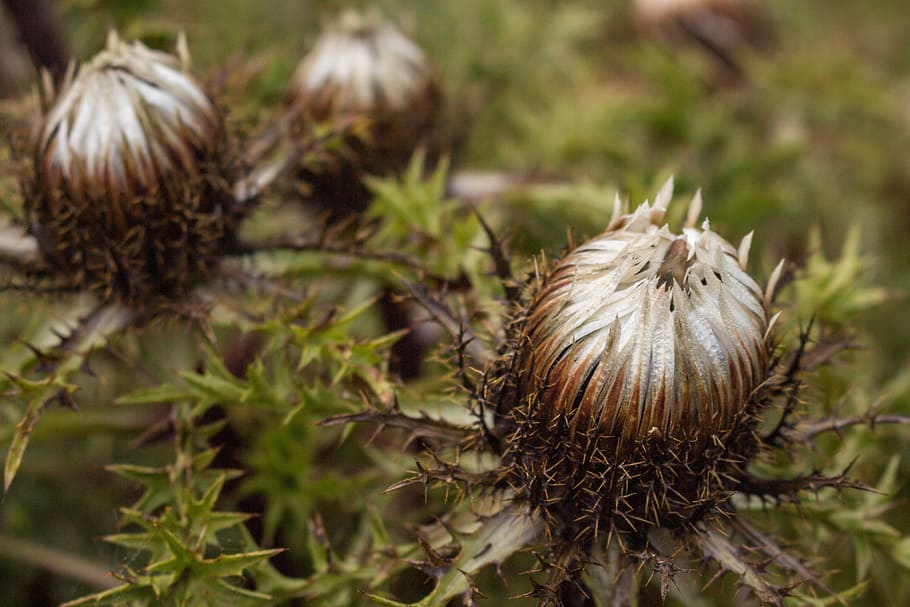 silver thistle, closed, protected plant, close-up, no people HD wallpaper