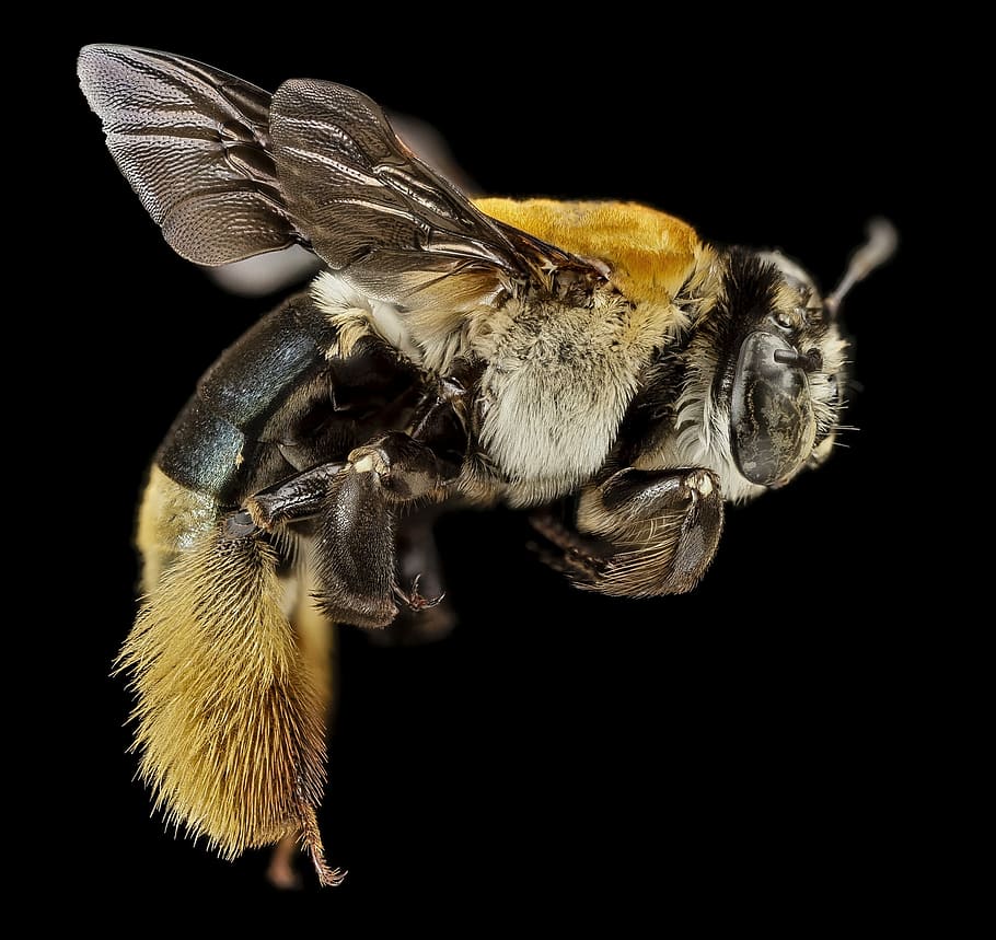 carpenter bee, insect, centris decolorata, macro, mounted, portrait HD wallpaper
