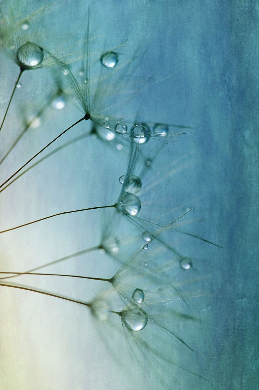 closeup photography of white dandelions with dewdrops, seeds HD wallpaper