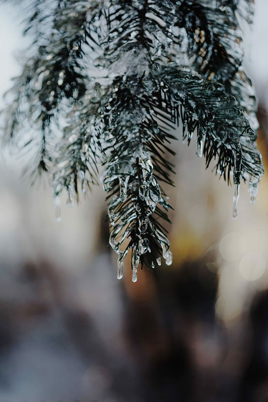 leafed plant, Christmas tree with dew drops, zing, ice, frozen drip HD wallpaper