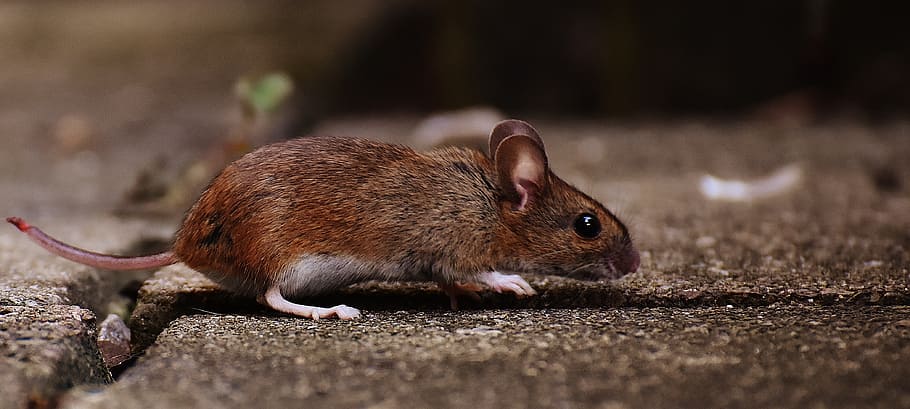 selective close-up photography of gray mouse on the floor, rodent, HD wallpaper