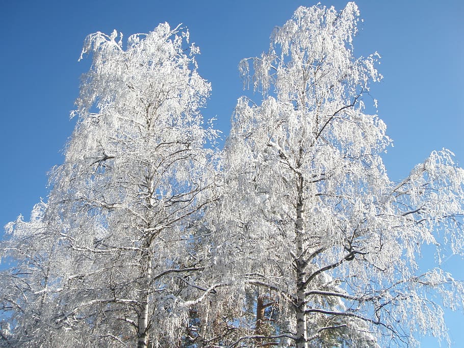 birch, trees, winter, snow, nature, frost, cold - Temperature HD wallpaper