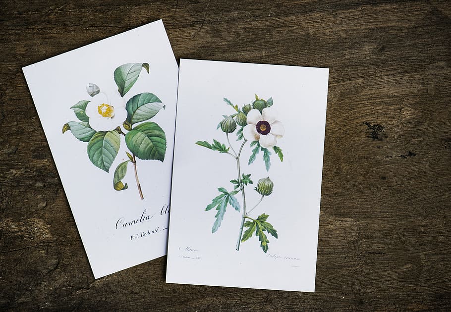 two paintings of white petaled flowers, car, print, art, artwork HD wallpaper