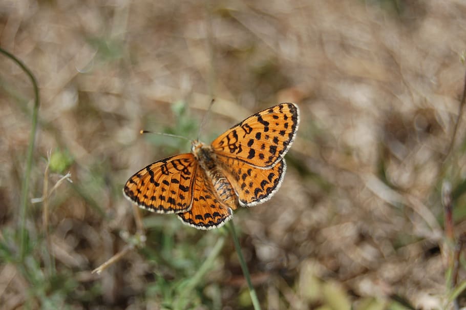 butterfly, nature, insects, animal wildlife, animal themes HD wallpaper