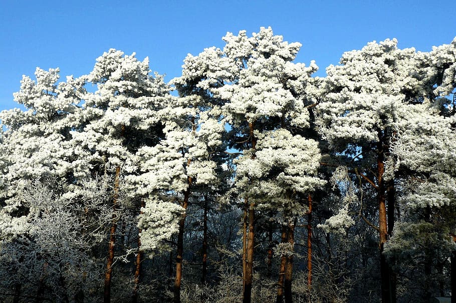 tree, winter, frost, plant, sky, nature, low angle view, beauty in nature HD wallpaper