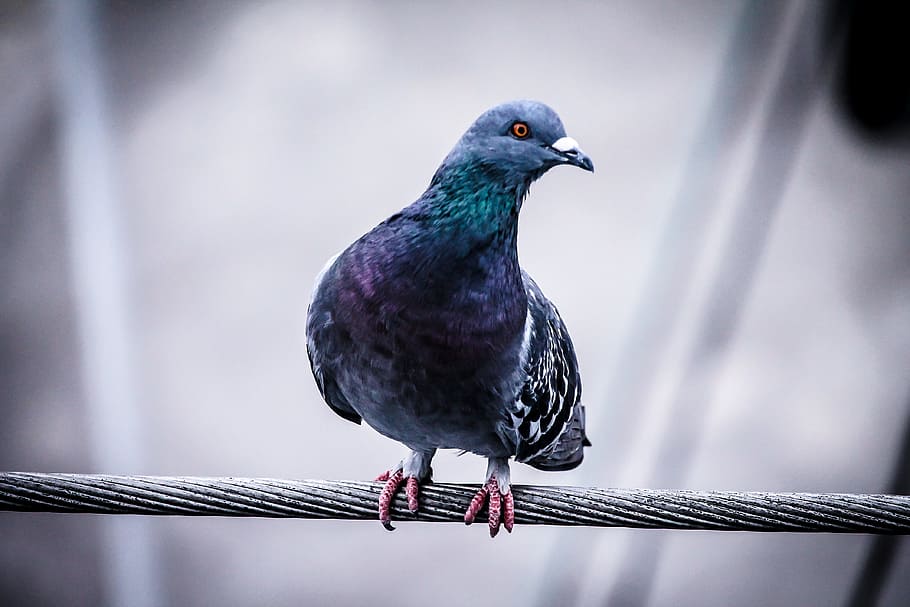 shallow focus photography of blue and gray pigeon on cable wire, HD wallpaper