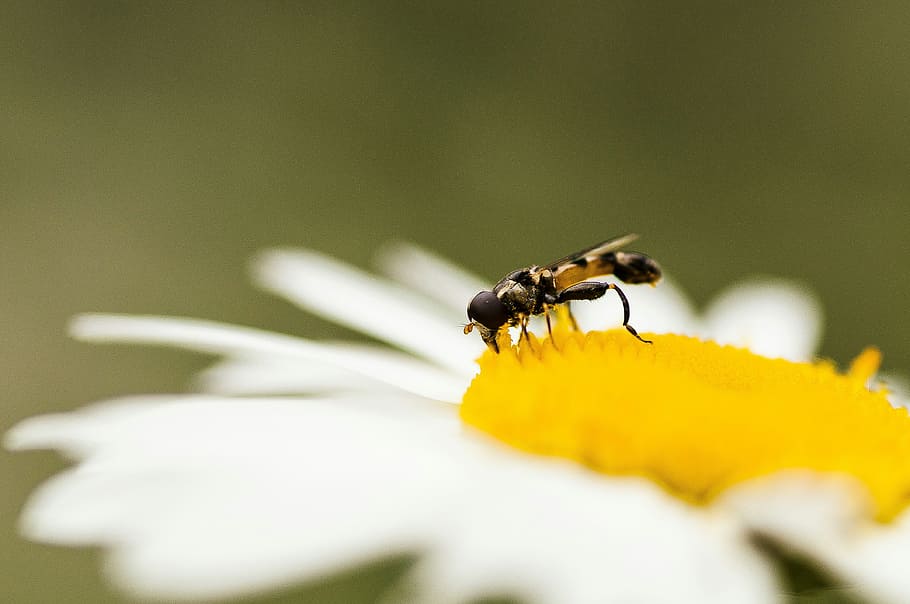 Flower, Daisy, Fly, summer, insect, one animal, animals in the wild HD wallpaper