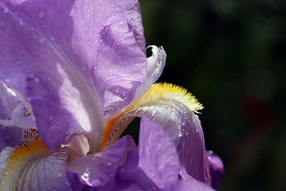 selective focus photography of purple iris flower, spring, violet HD wallpaper