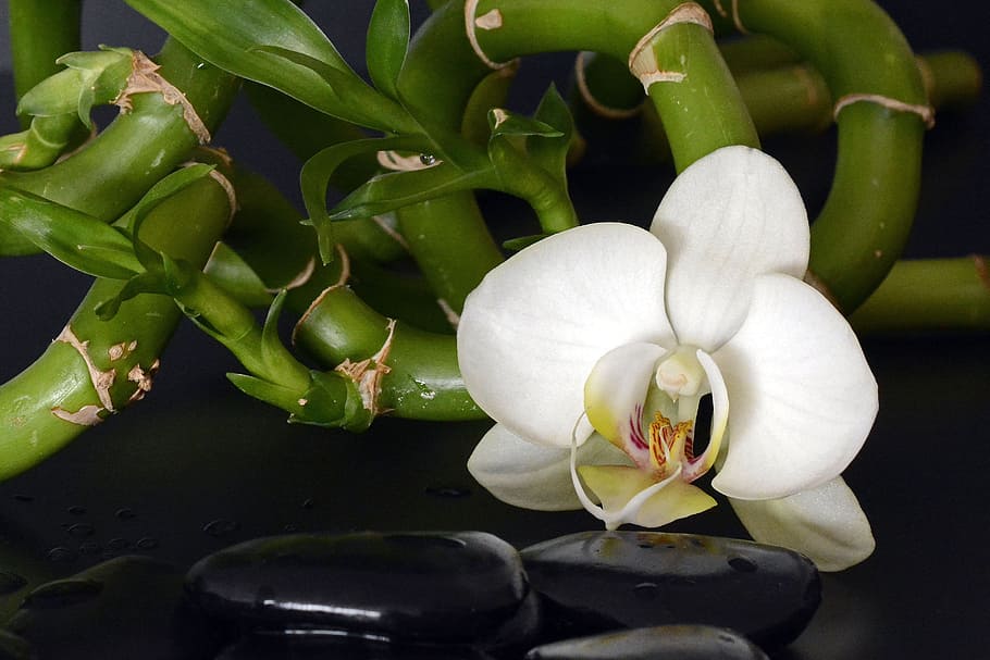 closeup photography of white moth orchid flower near black zen stone, HD wallpaper