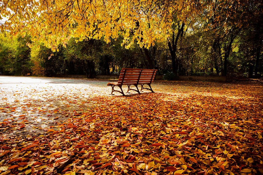 autumn, chair, change, tree, leaf, plant part, seat, nature HD wallpaper