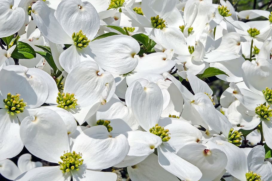 white petaled flowers, cornales, blossom, bloom, nature, plant HD wallpaper