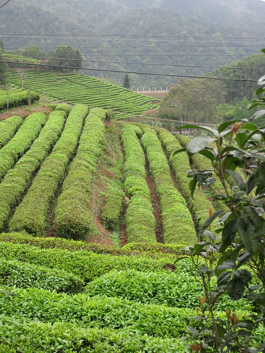 tea, collection, plantation, the fields, harvest, green fields HD wallpaper