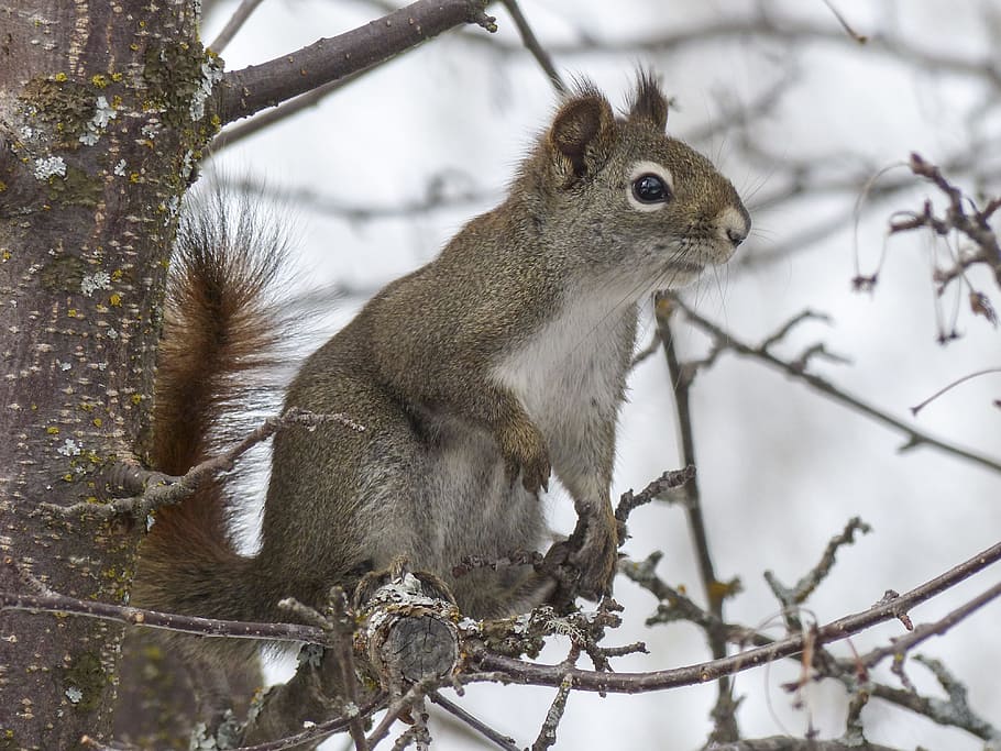 beige squirrel standing on tree branch, animal, forest, nature HD wallpaper