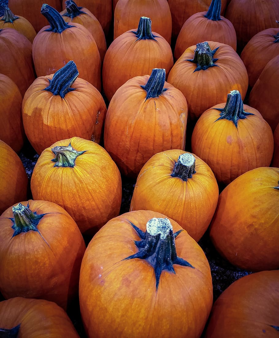 HD wallpaper: pumpkins, harvest, autumn, fall, orange, november, food,  squash | Wallpaper Flare