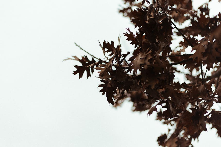 close-up photography of green leafed tree, low-angle photography of leaves HD wallpaper