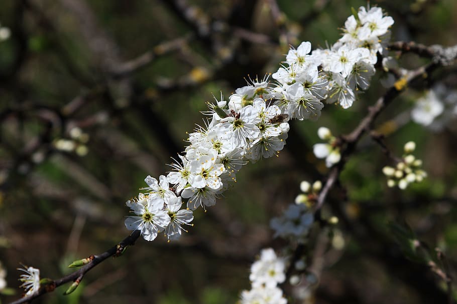 blossom, bloom, sun flower, spring, nature, plant, branch, flowering plant HD wallpaper